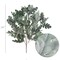 2-Pack Dusty Miller Bush with Lifelike Silk Leaves, 16” Tall Greenery for Outdoor Decor and Landscaping Projects - Floral Home by Artificial Flowers